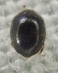 Stethorus pusillus