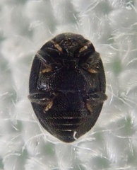 Stethorus pusillus