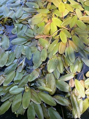 Potamogeton cheesemanii