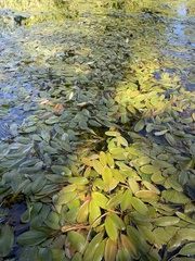 Potamogeton cheesemanii