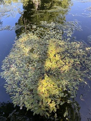 Potamogeton cheesemanii