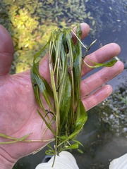 Potamogeton cheesemanii