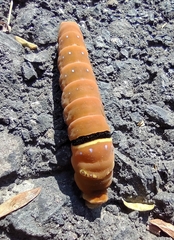 Papilio multicaudata