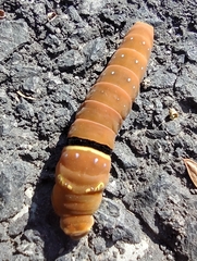 Papilio multicaudata