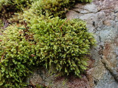 Racomitrium heterostichum