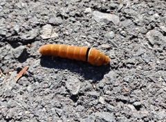 Papilio multicaudata