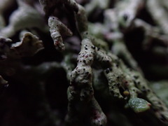 Abrothallus prodiens