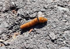 Papilio multicaudata