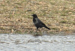 Corvus cornix × corone