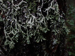 Hypogymnia enteromorpha