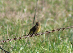 Setophaga palmarum hypochrysea