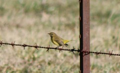Setophaga palmarum hypochrysea