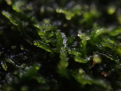 Cephalozia bicuspidata