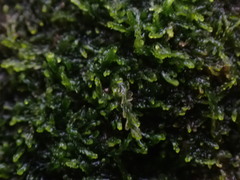 Cephalozia bicuspidata