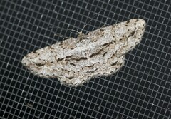 Scioglyptis canescaria