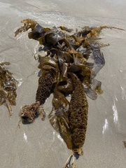 Undaria pinnatifida