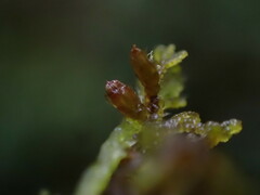 Frullania nisquallensis