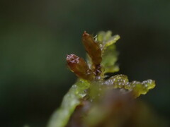 Frullania nisquallensis