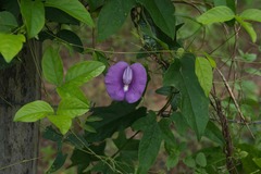 Centrosema brasilianum