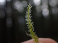 Plagiothecium denticulatum