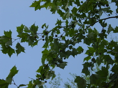 Platanus rzedowskii