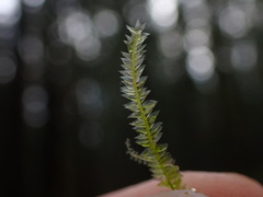 Plagiothecium denticulatum
