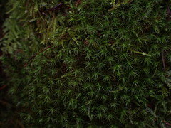 Bartramia pomiformis