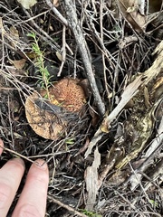 Tricholomopsis scabra