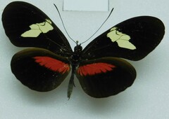 Heliconius himera