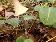 Mycena borealis