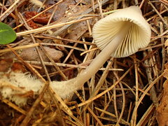 Mycena borealis