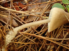 Mycena borealis