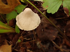 Mycena borealis