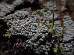 Pertusaria subambigens