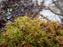 Ulota obtusiuscula