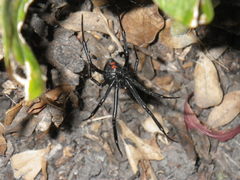 Latrodectus hesperus