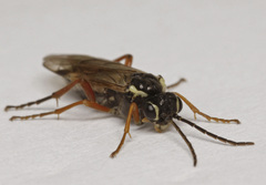 Aglaostigma fulvipes