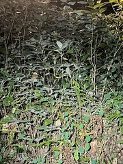 Ahaetulla farnsworthi