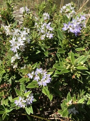Veronica elliptica