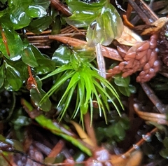 Polytrichastrum alpinum