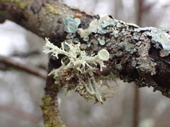 Ramalina dilacerata