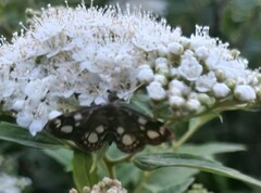 Anania coronata