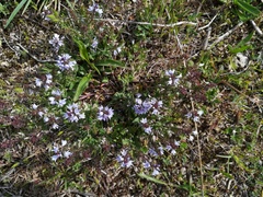 Veronica prostrata