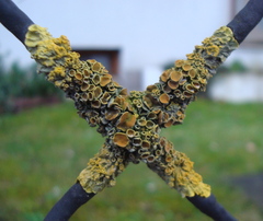 Xanthoria parietina