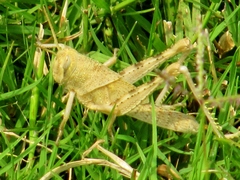 Cyrtacanthacridini