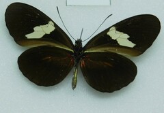 Heliconius himera
