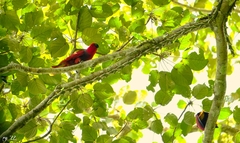 Eclectus roratus