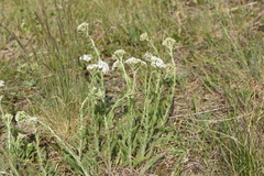 Achillea setacea
