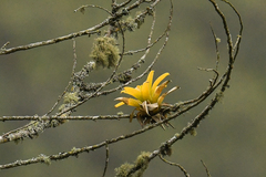 Tillandsioideae
