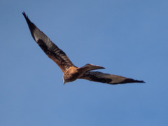 Milvus milvus